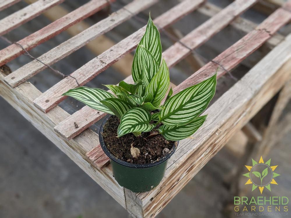 Calathea Vittata