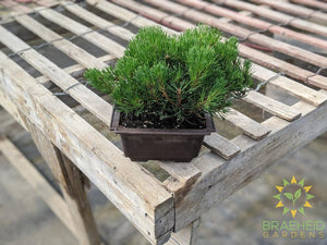 Japanese Stone Pine Bonsai