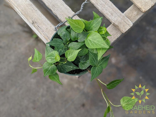 Teardrop Ivy