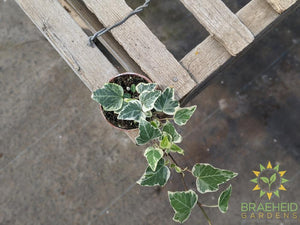 Variegated English Ivy