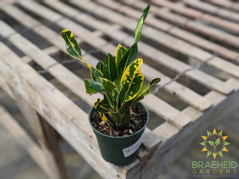 Croton Curly Leaf
