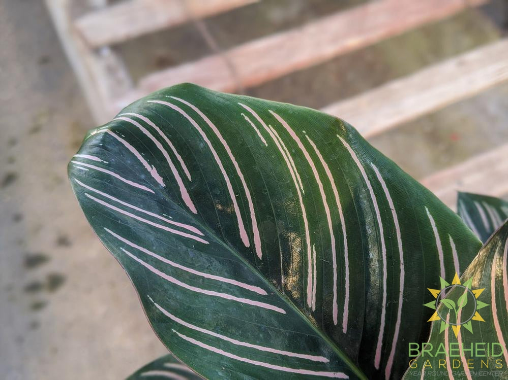 Pin Stripe Calathea (Calathea Ornata)