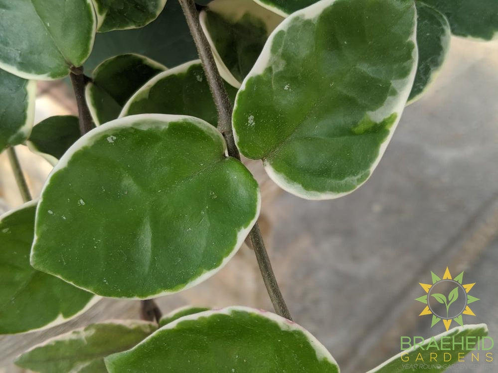 Hoya Carnosa Snowball leaf style