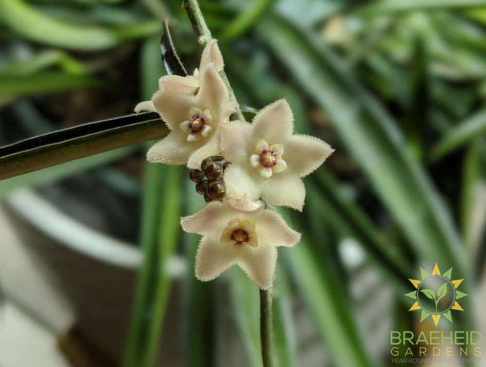 Hoya shepherdii longofoloa flower bud 
