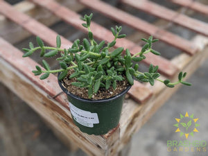 Delosperma Echinatum