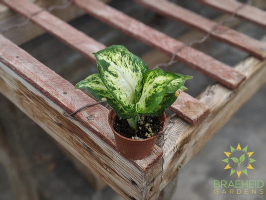 Dieffenbachia Splash