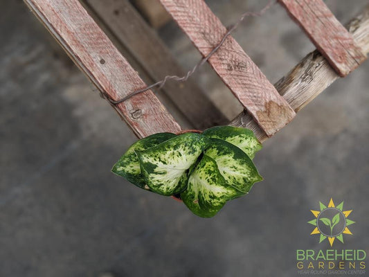 Dieffenbachia Splash