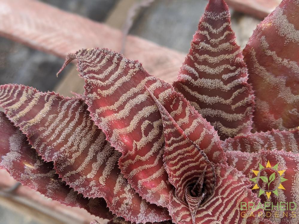 Cryptanthus Elaine