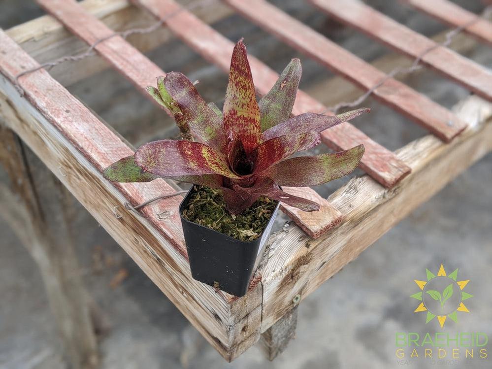 Neoregelia Bromeliad Red Waif
