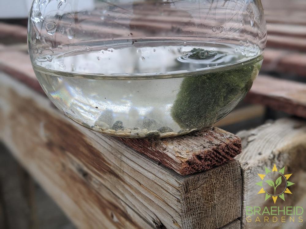 Marimo Moss Ball in Vase