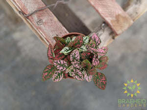 Polka Dot Plant (Open to see varieties available)