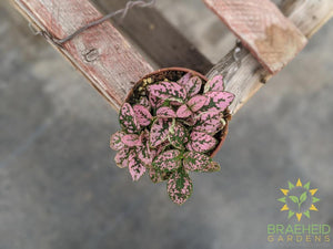 Polka Dot Plant (Open to see varieties available)