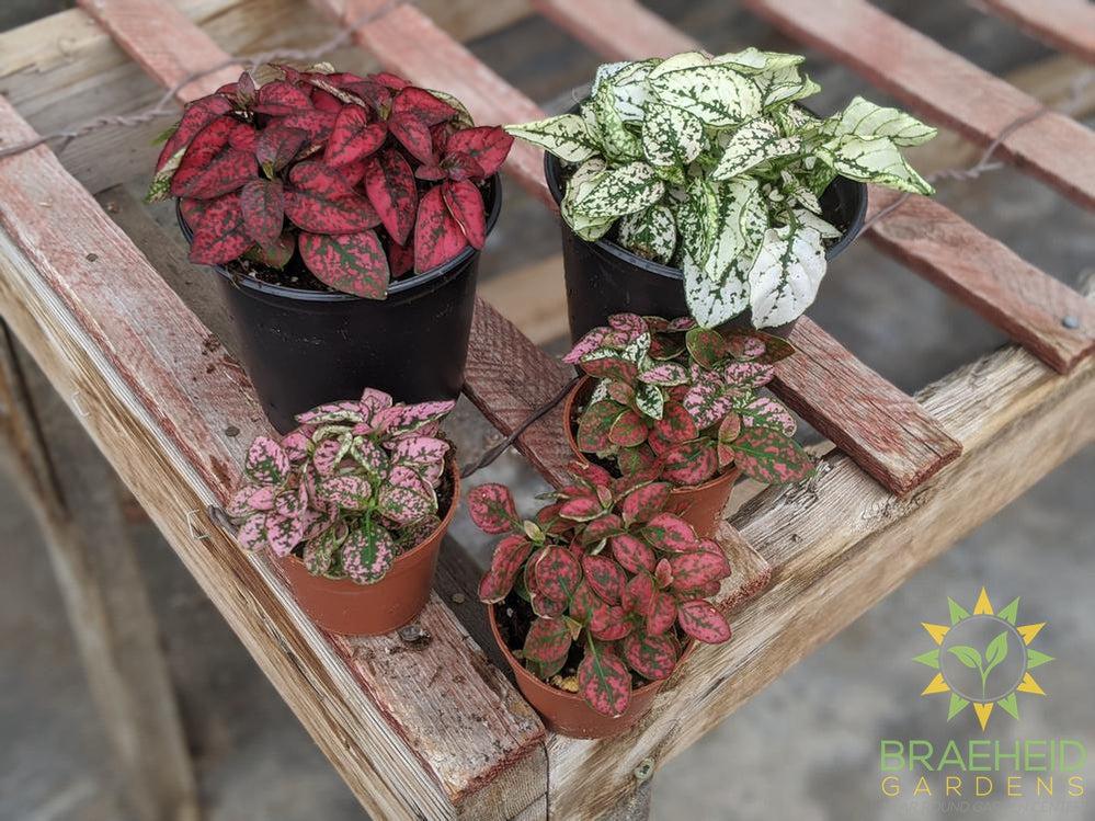 Polka Dot Plant (Open to see varieties available)