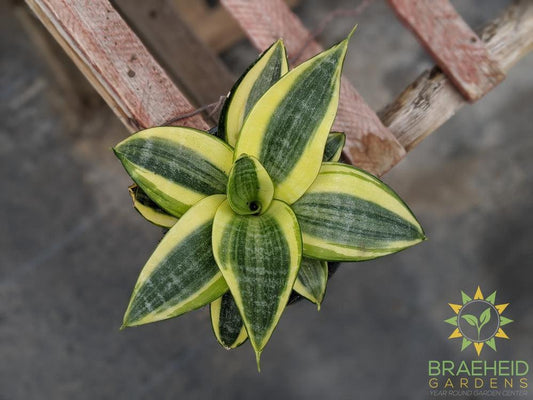 Hahnii Sansevieria- Golden