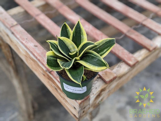 Hahnii Sansevieria- Marginata