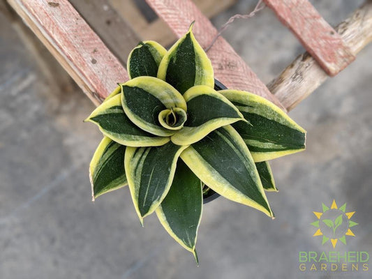 Hahnii Sansevieria- Marginata