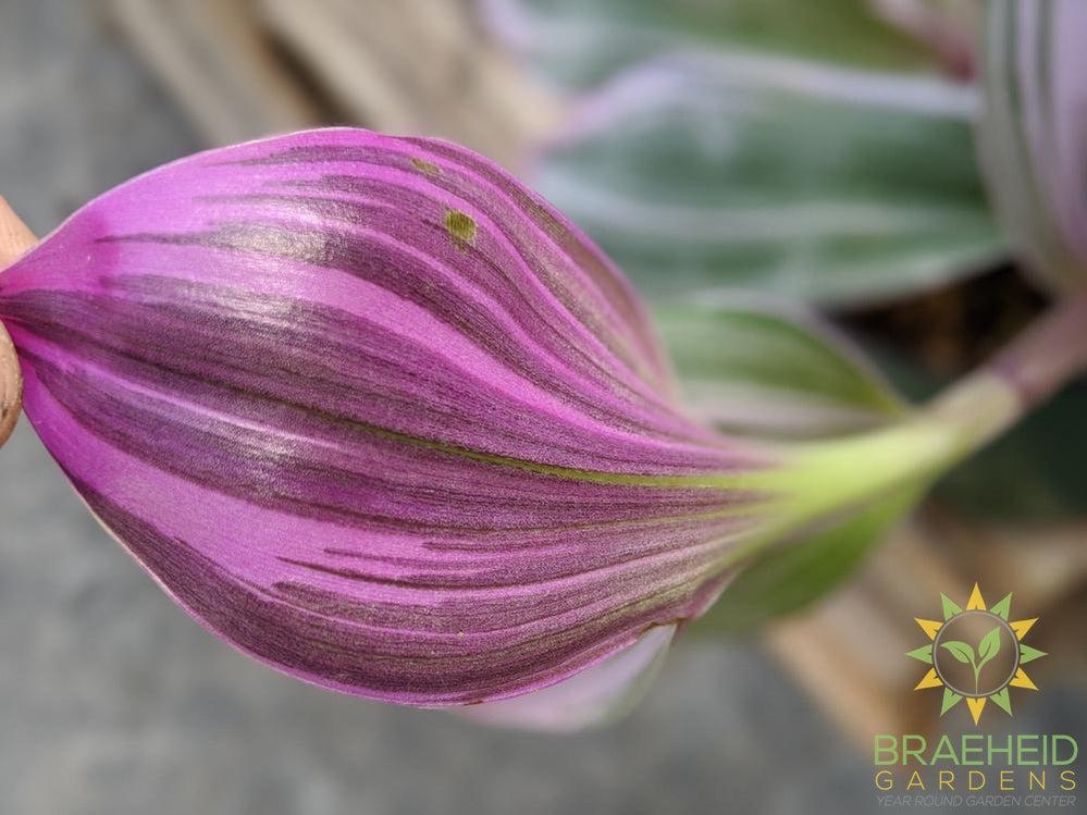 underside of tradescantia nanouk leaf