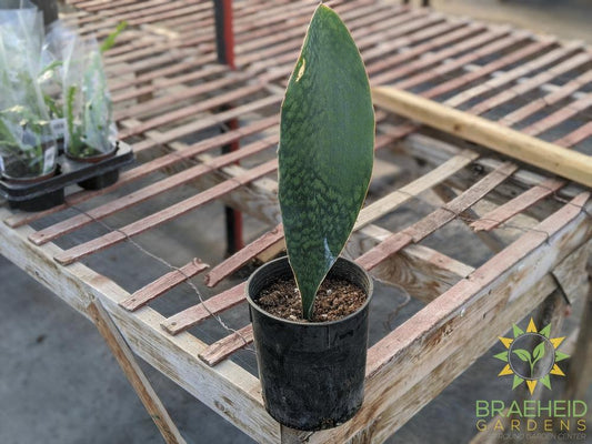 Whale Fin Sansevieria
