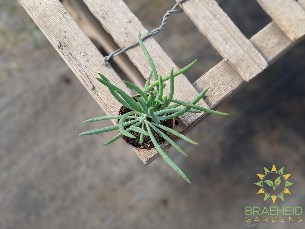 Blue Chalk Sticks Senecio