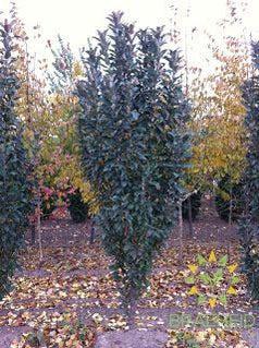 Emerald Spire® Columnar Crabapple