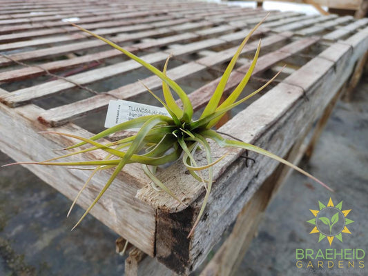 Brachycaulos Multiflora Tillandsia