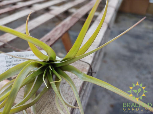 Brachycaulos Multiflora Tillandsia