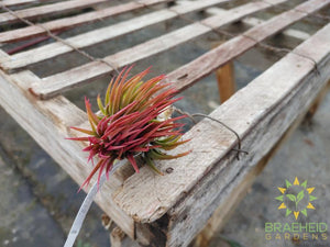 Ionantha Rubra