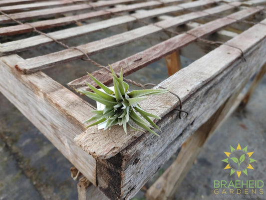 Tillandsia Plagiotropica