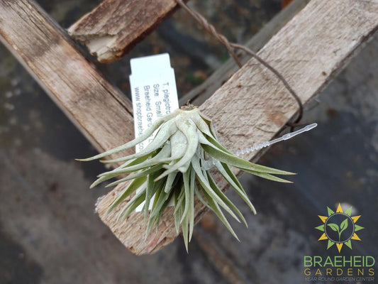 Tillandsia Plagiotropica