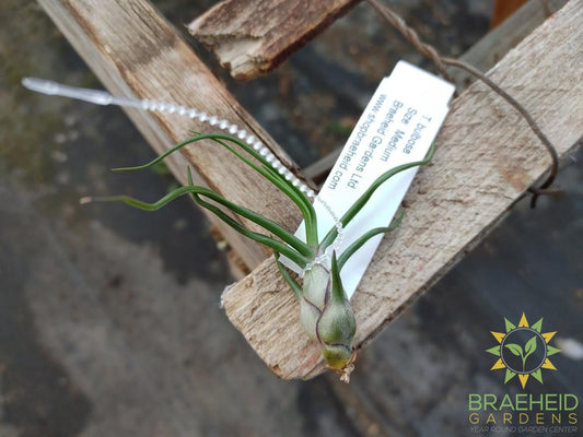 Bulbosa Tillandsia