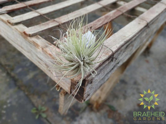 Tillandsia Magnusiana