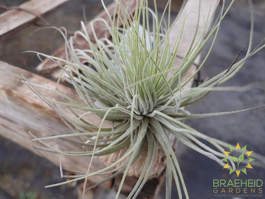 Tillandsia Magnusiana