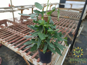 Philodendron Panduriforme on a totem