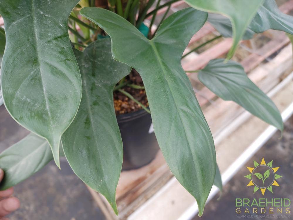 Philodendron Panduriforme on a totem