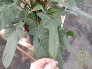 Philodendron Panduriforme on a totem