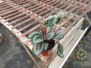Calathea Roseopicta 'Rose Painted'