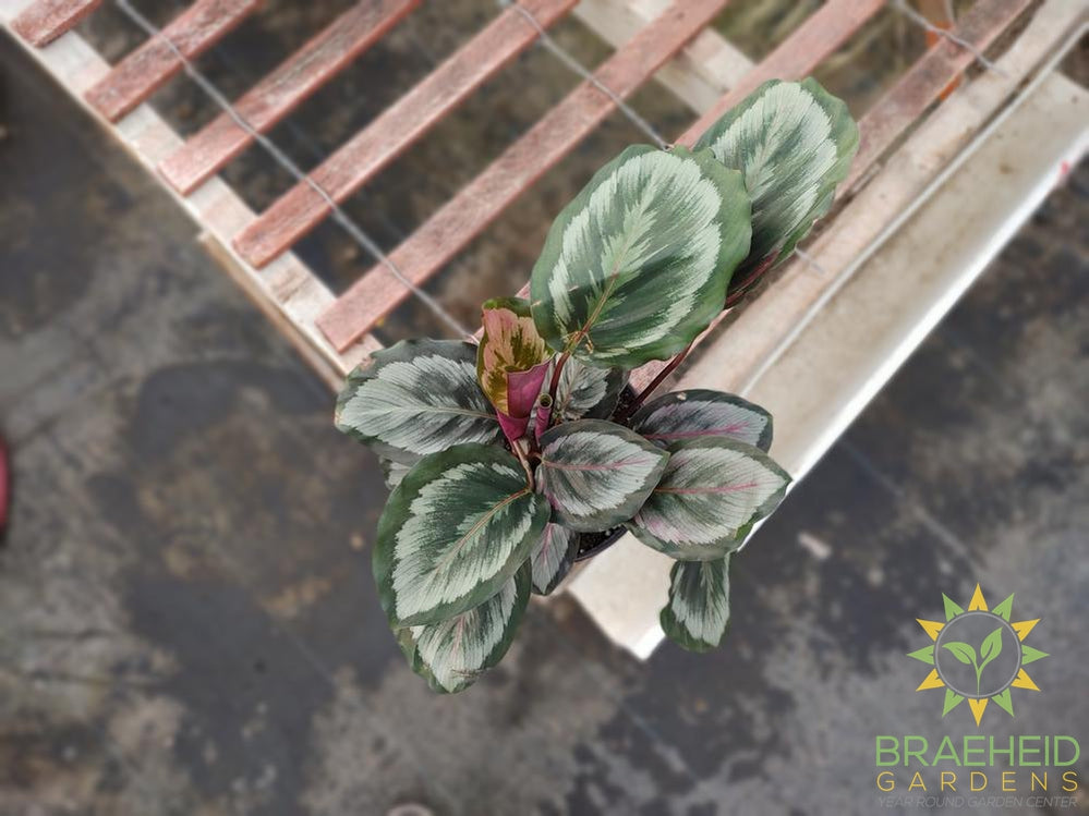 Calathea Rose Painted online in Canada