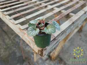 Strawberry Begonia