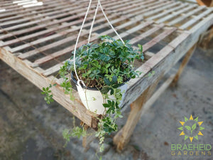 Sugar Vine Hanging Basket