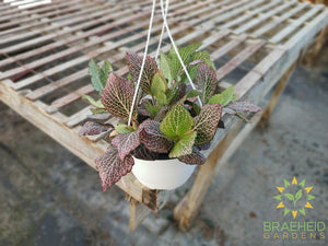 Nerve Plant Hanging Basket