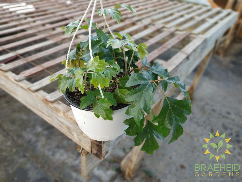 Grape Ivy Hanging Basket