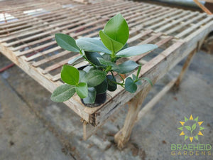 Autograph Tree - Clusia rosea