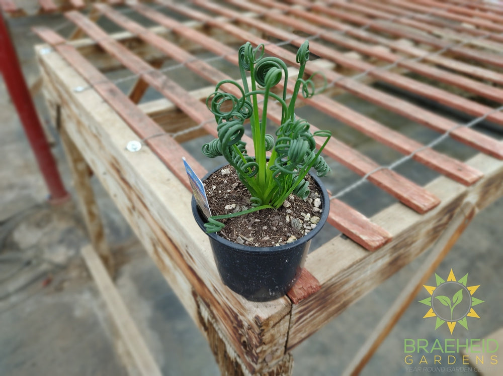 Frizzle Sizzle - Albuca Spiralis