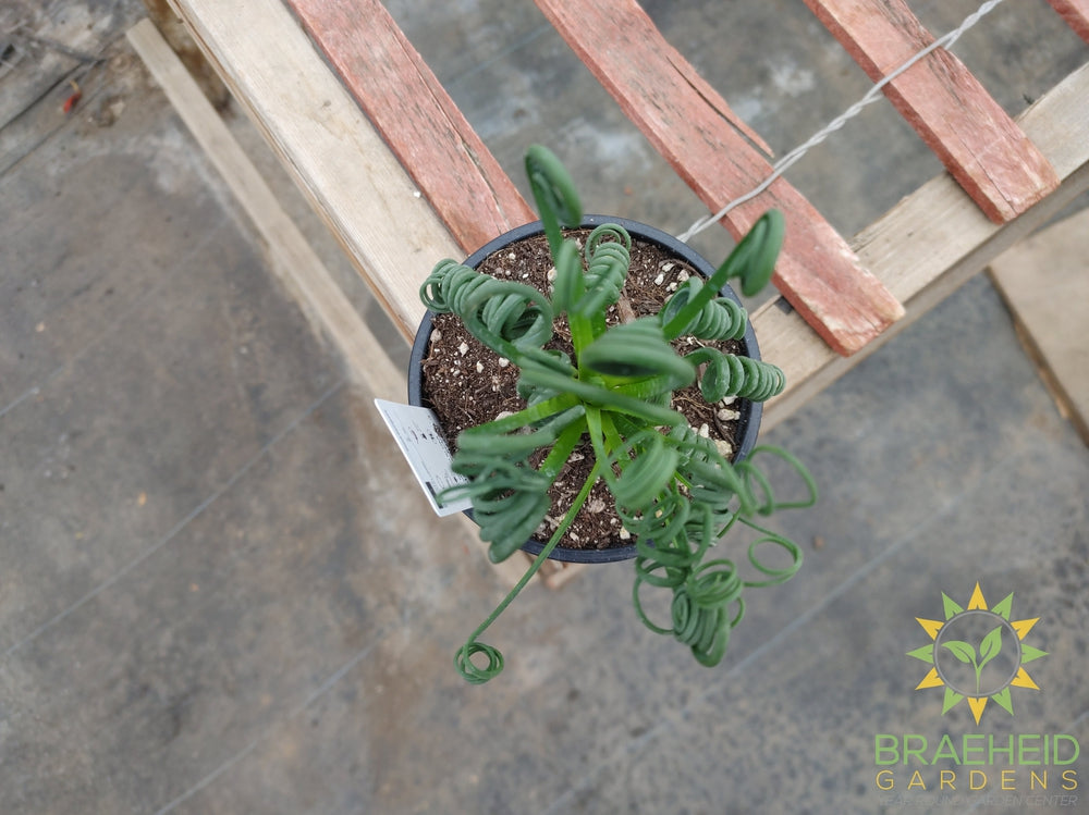 Frizzle Sizzle - Albuca Spiralis