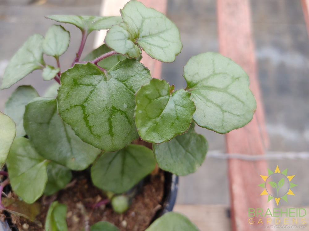 Senecio Mikanioides