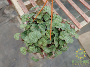 Strawberry Begonia Hanging Basket