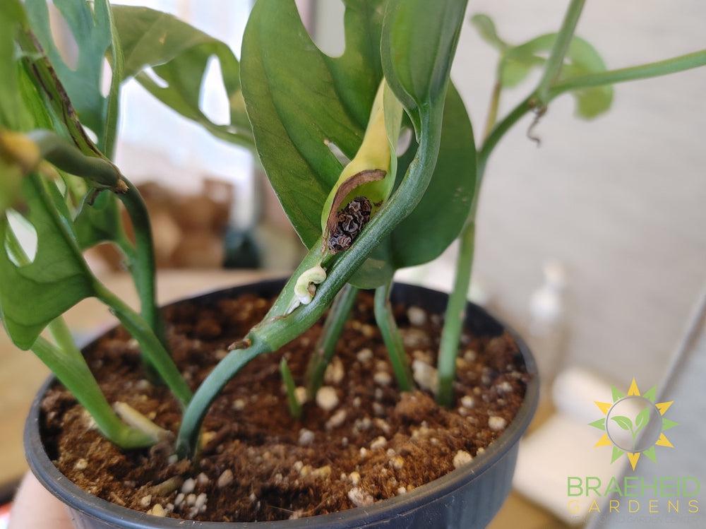 Swiss cheese monstera adansonii flower 