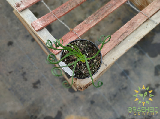 Frizzle Sizzle - Albuca Spiralis