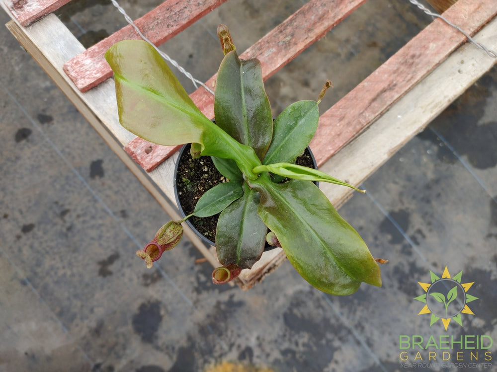 Nepenthes Gaya - Pitcher Plant