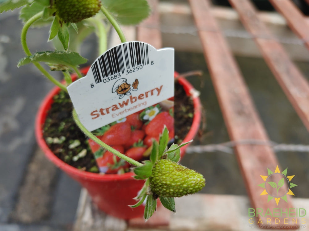 Everbearing Strawberry